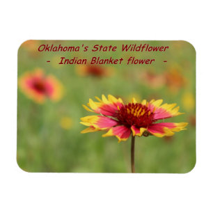 Oklahoma State Wildflower Magnet