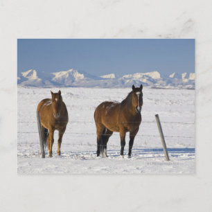 okotoks, alberta, canada postcard