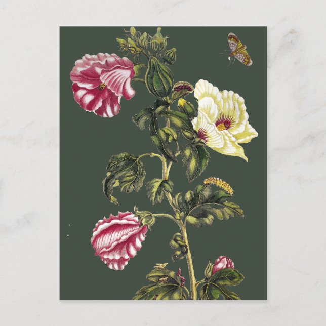 Okra Postcard (Front)