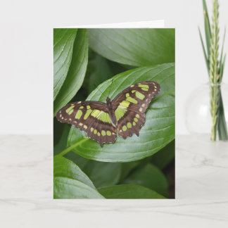 Olbrich Butterfly 2 Card