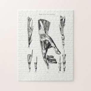 Old Anatomy Art Muscles of the Hand and Wrist Jigsaw Puzzle