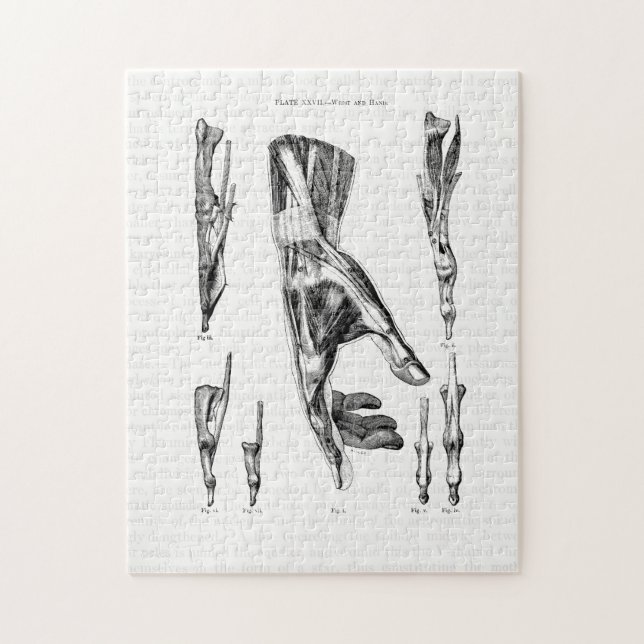 Old Anatomy Art Muscles of the Hand and Wrist Jigsaw Puzzle (Vertical)