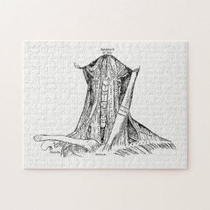 Old Anatomy Illustration Muscles Of The Neck Jigsaw Puzzle