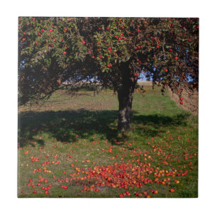 Old Apple Tree Ceramic Tile