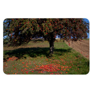 Old Apple Tree Magnet