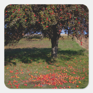 Old Apple Tree Square Sticker