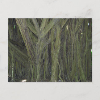 Old Banyan Tree Postcard