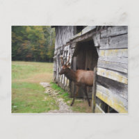 Old Barn, Elk with Velvet Antlers