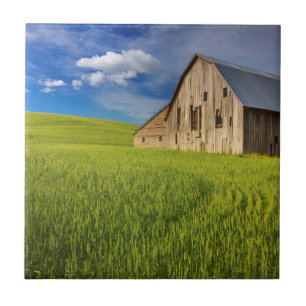 Old Barn in Field of Spring Wheat Ceramic Tile