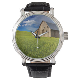 Old Barn in Field of Spring Wheat Watch