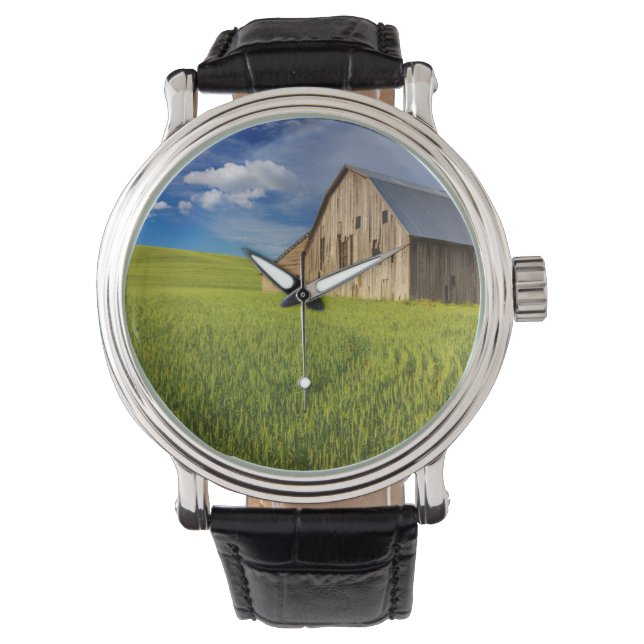 Old Barn in Field of Spring Wheat Watch (Front)