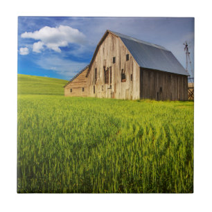Old Barn Surrounded by Spring Wheat Field 1 Ceramic Tile