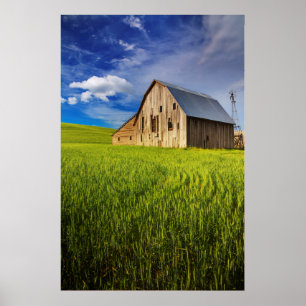 Old Barn Surrounded by Spring Wheat Field 1 Poster