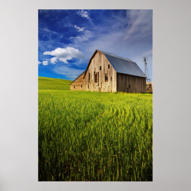Old Barn Surrounded by Spring Wheat Field 1 Poster (Front)