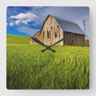 Old Barn Surrounded by Spring Wheat Field 1 Square Wall Clock