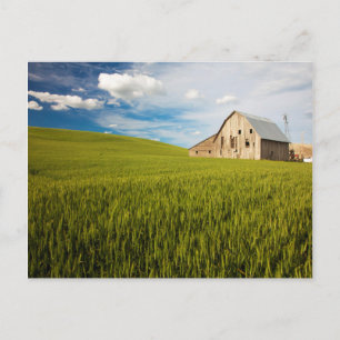 Old Barn Surrounded by Spring Wheat Field 2 Postcard