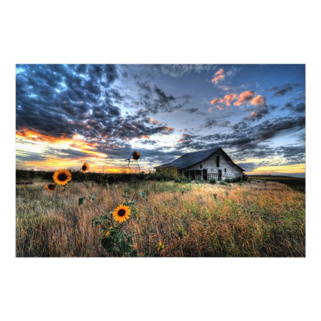 Old Barn with Sunflowers at Sunset - Hi Res Photo (Front)