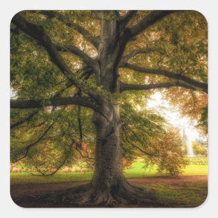 Old Beech Tree in the Park Square Sticker
