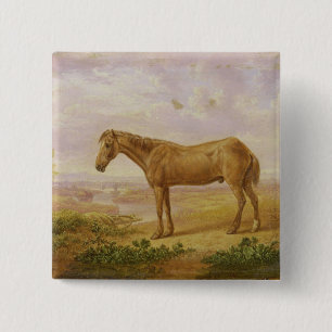 Old Billy, a Draught Horse, Aged 62 (oil on panel) 15 Cm Square Badge