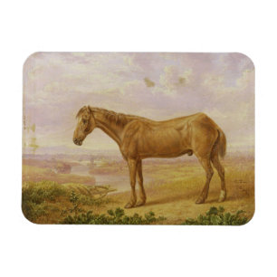 Old Billy, a Draught Horse, Aged 62 (oil on panel) Magnet