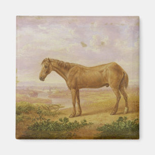 Old Billy, a Draught Horse, Aged 62 (oil on panel) Magnet