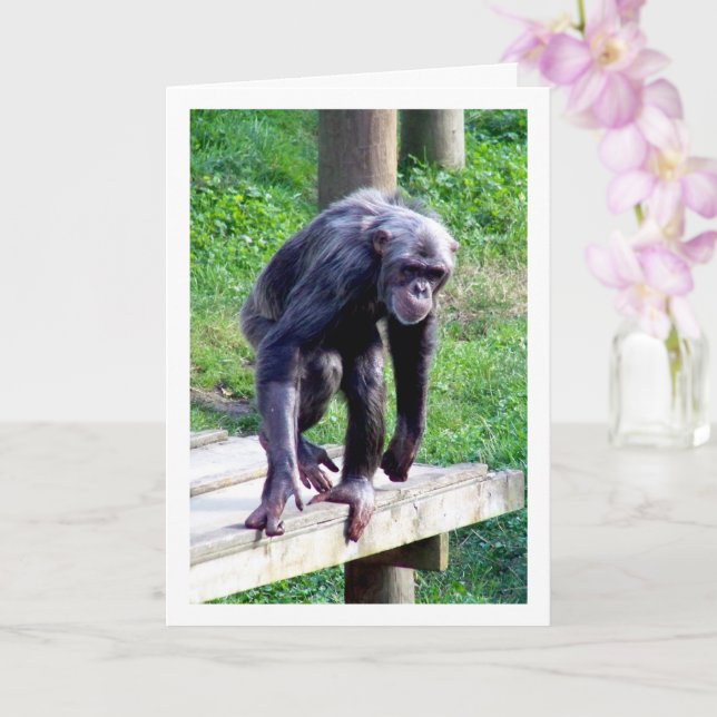 Old Chimpanzee Card (Orchid)