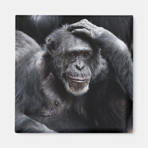 Old Chimpanzee magnet