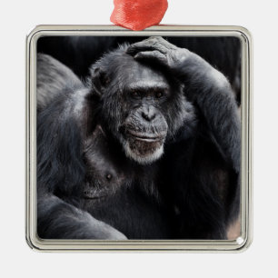 Old Chimpanzee ornament