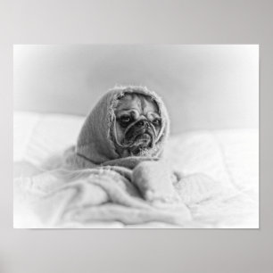 Old Country Pug Poster