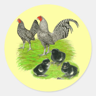 Old English Barred Bantam Family Classic Round Sticker