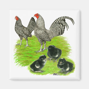 Old English Barred Bantam Family Magnet