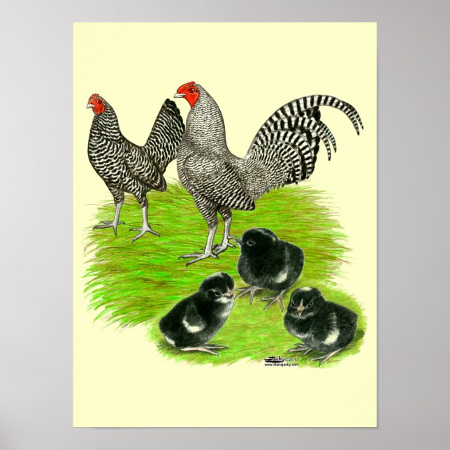 Old English Barred Bantam Family Poster (Front)