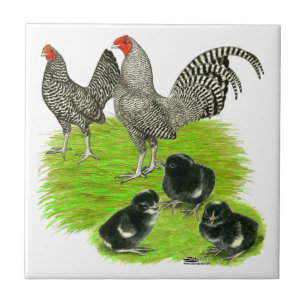 Old English Barred Bantam Family Tile