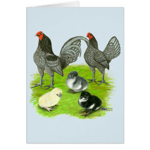 Old English Blue Game Family