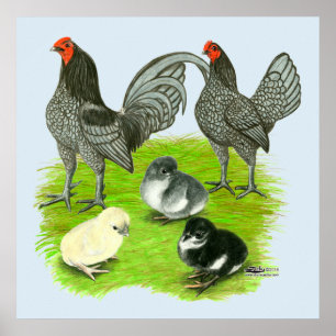 Old English Blue Game Family Poster