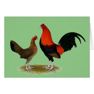 Old English Game Bantams:  BB Red Pair