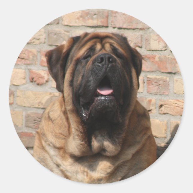 old English Mastiff Classic Round Sticker (Front)
