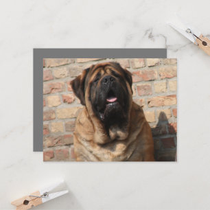 old english Mastiff Invitation