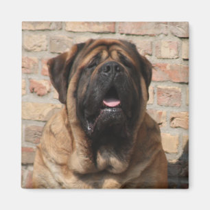 old english Mastiff Magnet