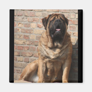 old english Mastiff Magnet
