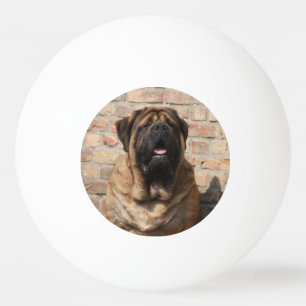 old english Mastiff Ping Pong Ball