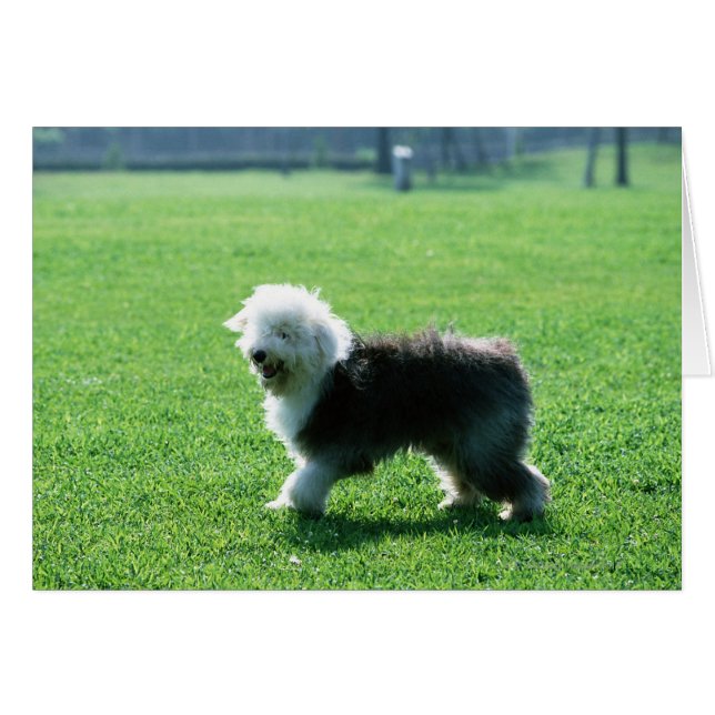 Old English Sheep Dog (Front Horizontal)