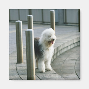 Old English Sheep Dog 2 Magnet