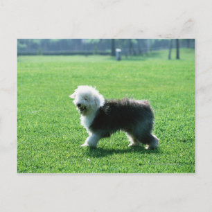 Old English Sheep Dog Postcard