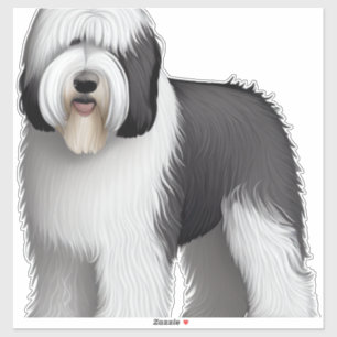 Old English Sheepdog  10