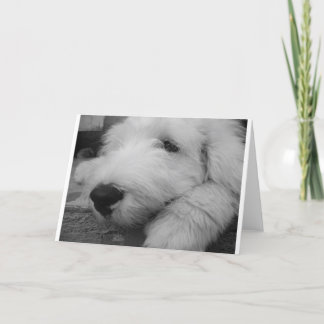 Old English Sheepdog Card