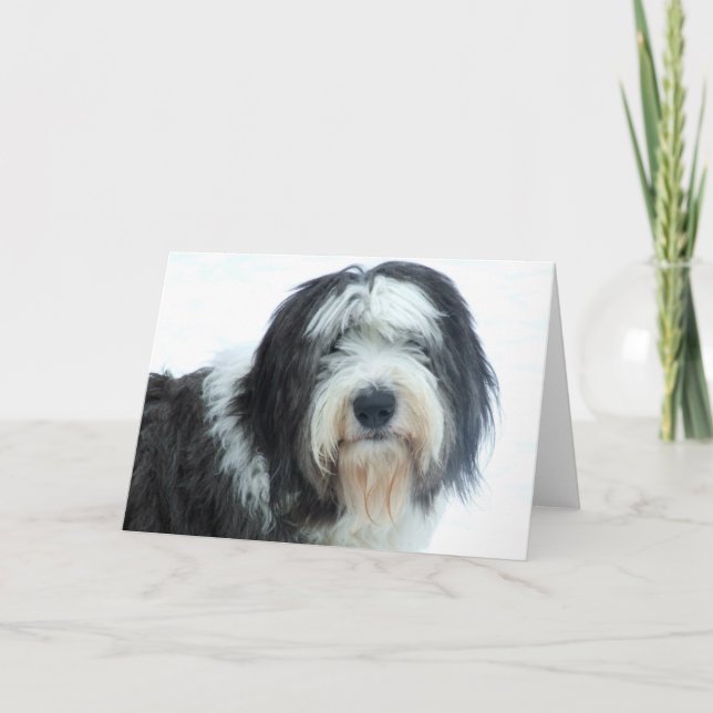 Old English Sheepdog Card (Front)