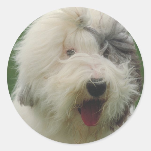 Old English Sheepdog Classic Round Sticker (Front)
