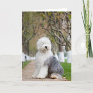Old English Sheepdog Greeting Cards