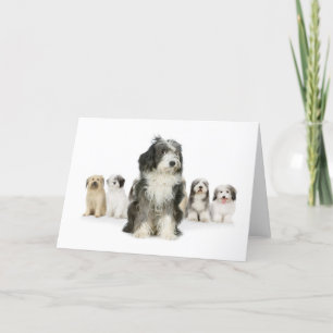 Old English Sheepdog Greeting Cards